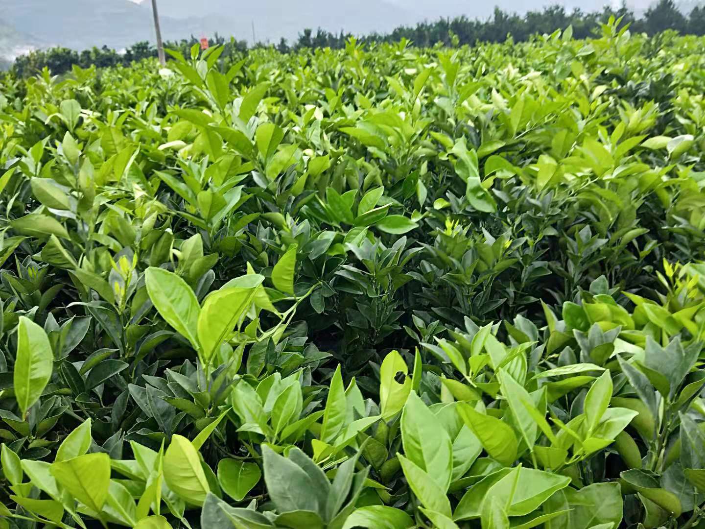 供應(yīng)重慶椪柑/椪柑廠家直銷/重慶椪柑價格/重慶椪柑批發(fā) 椪柑苗價格 椪柑苗基地