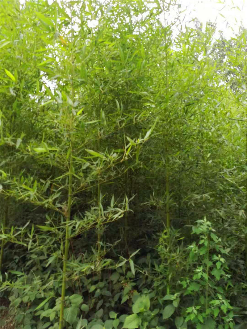 河南駐馬店竹子 河南駐馬店竹子基地 河南駐馬店竹子批發(fā) 河南駐馬店竹子價格