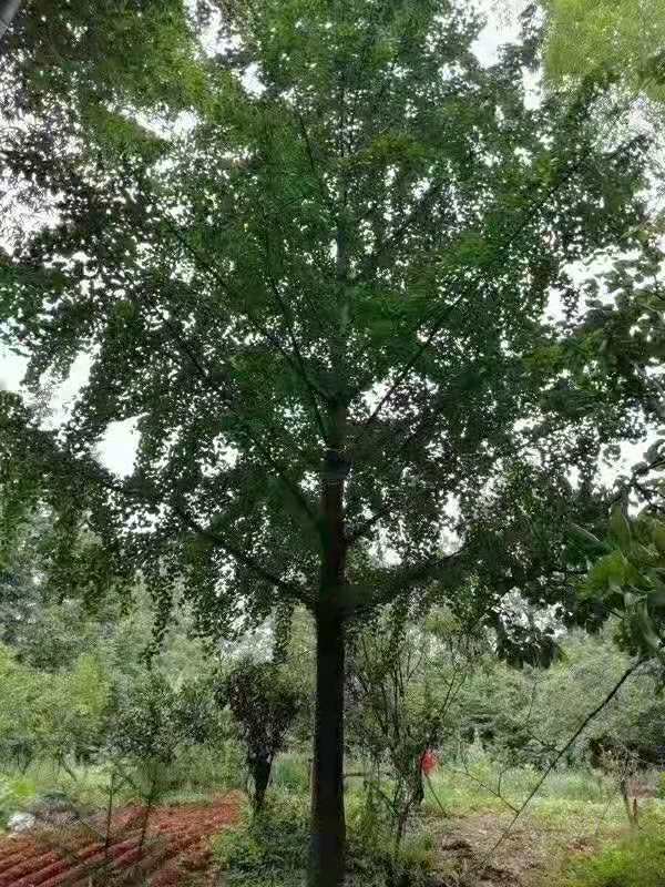 了解銀杏樹(shù)苗種植方法