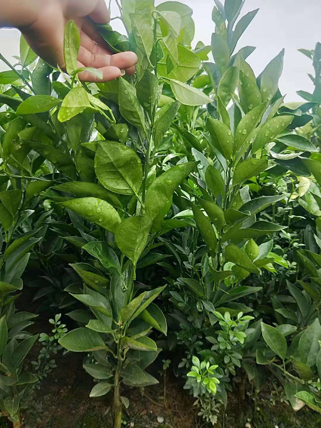 重慶椪柑供應(yīng)商/重慶椪柑苗基地/重慶椪柑價(jià)格/重慶椪柑批發(fā)