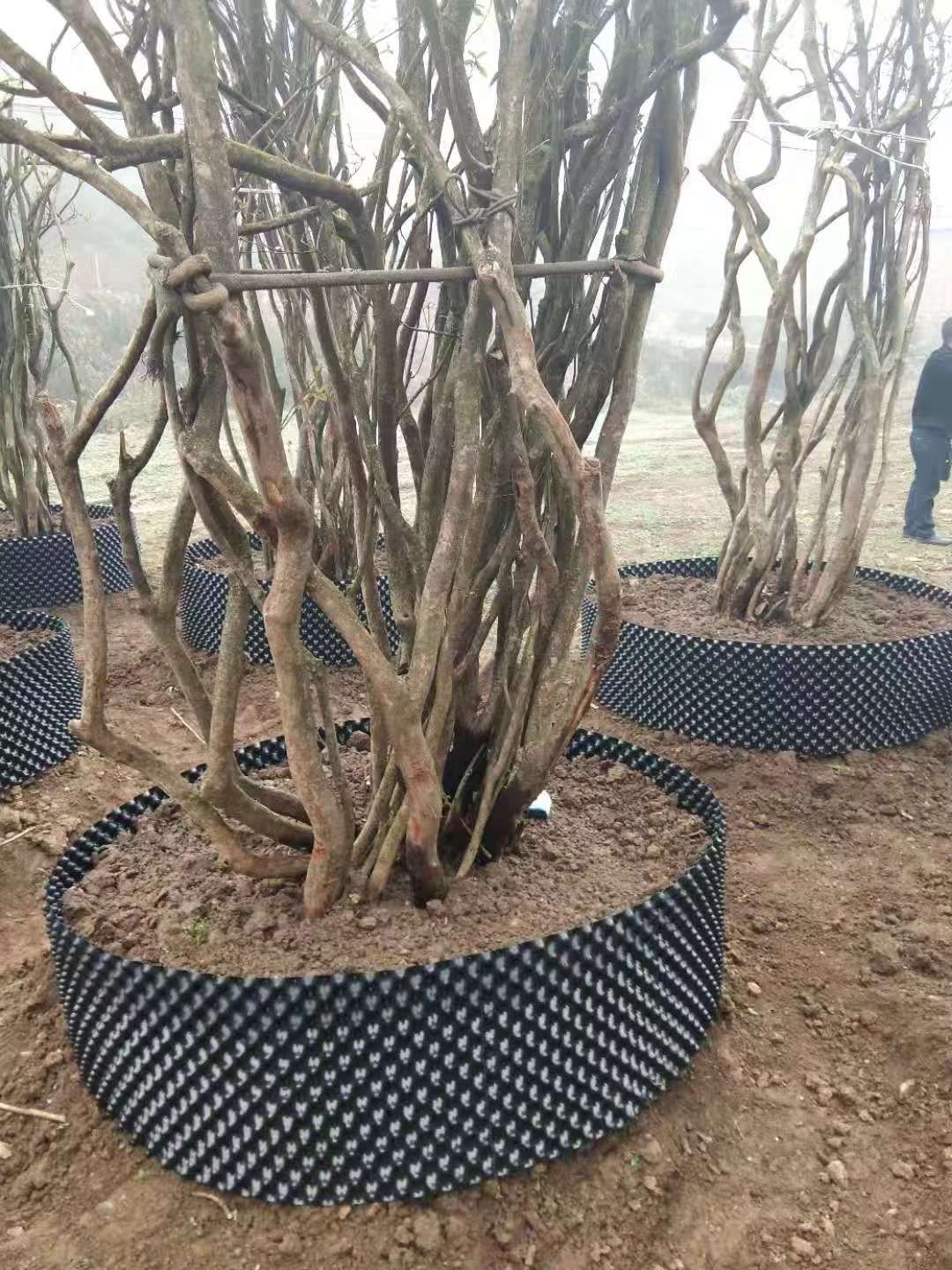 貴州供應紅豆杉基地直銷