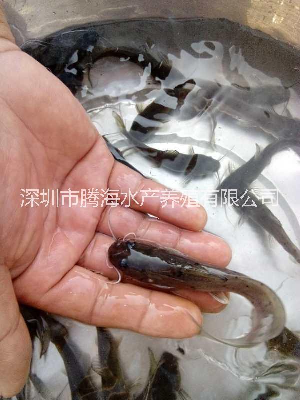 刺鰍|刺鰍怎么養(yǎng)|刺鰍怎么做好吃