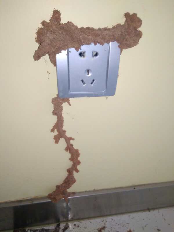 供應威遠除白蟻公司、威遠滅飛螞蟻公司、威遠白蟻防治公司