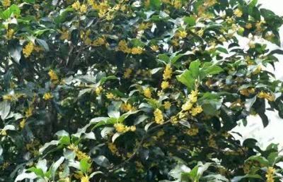 了解桂花樹苗種植方法