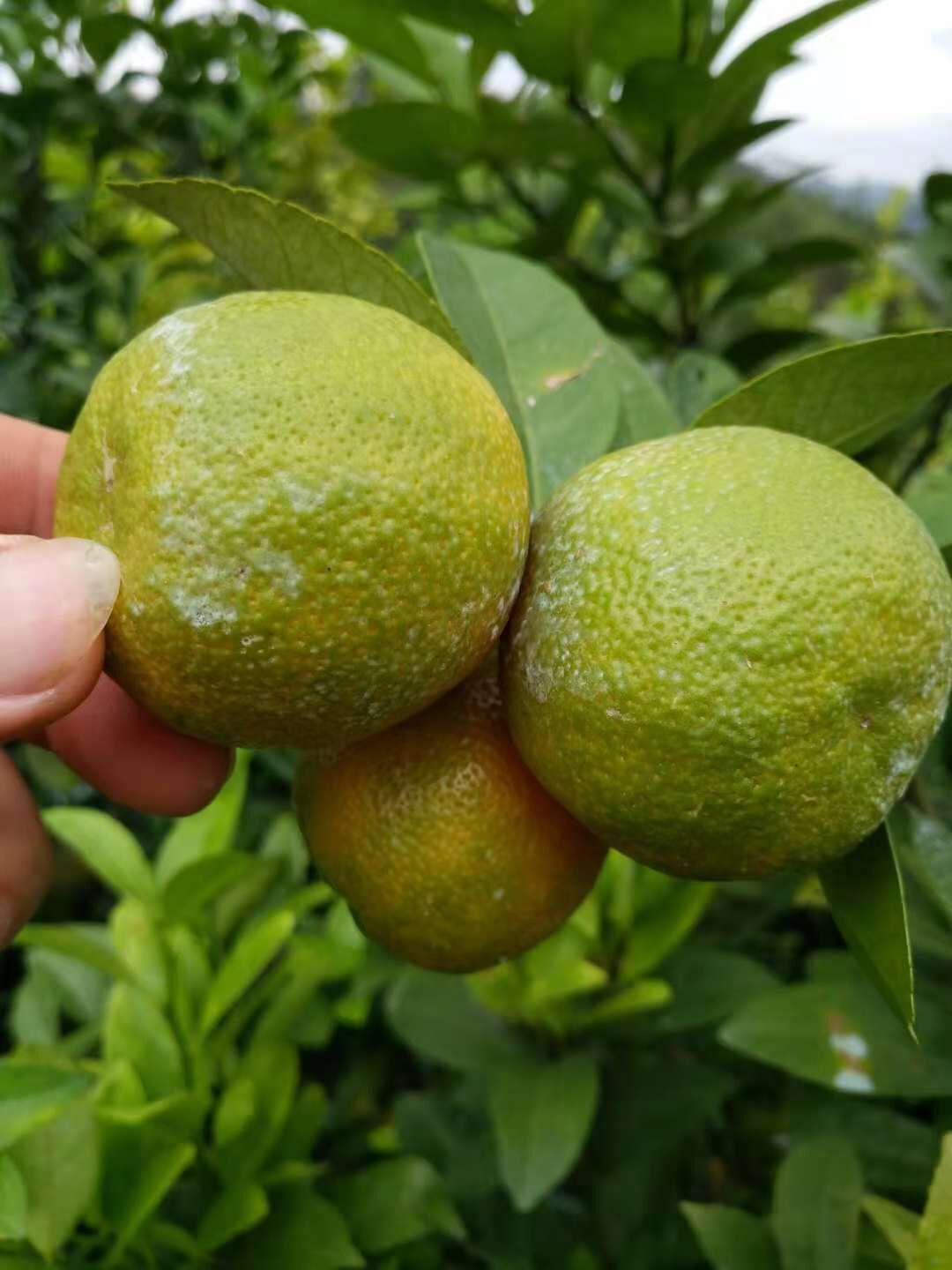 優(yōu)質(zhì)紅肉檸檬苗種植方法 廣東紅肉檸檬苗哪家好  供應(yīng)紅肉檸檬苗