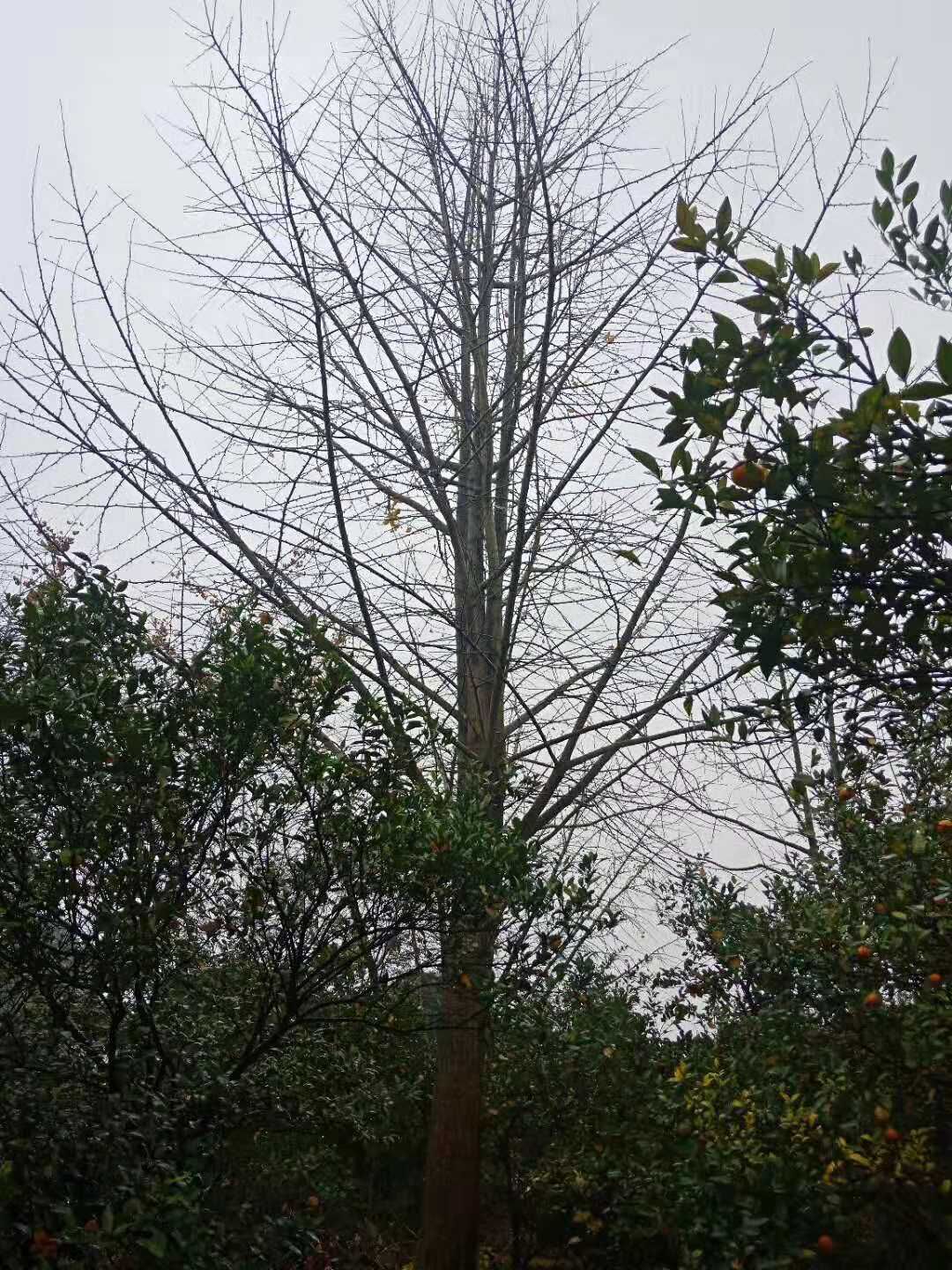 廣西銀杏樹直銷價(jià)格\廣西銀杏樹直銷基地\廣西銀杏樹廠家批發(fā)\廣西銀杏樹直銷\  廣西銀杏樹哪家好 廣西銀杏樹直銷價(jià)格