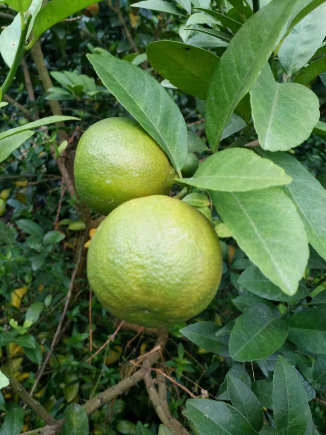 優(yōu)質(zhì)紅肉檸檬苗種植方法 廣東紅肉檸檬苗哪家好  供應(yīng)紅肉檸檬苗