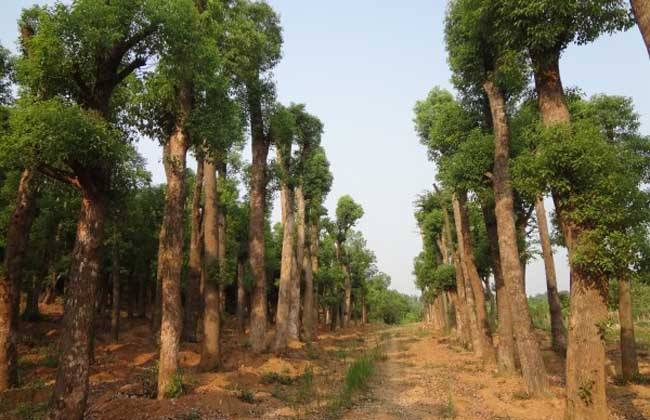 了解香樟樹種植方法