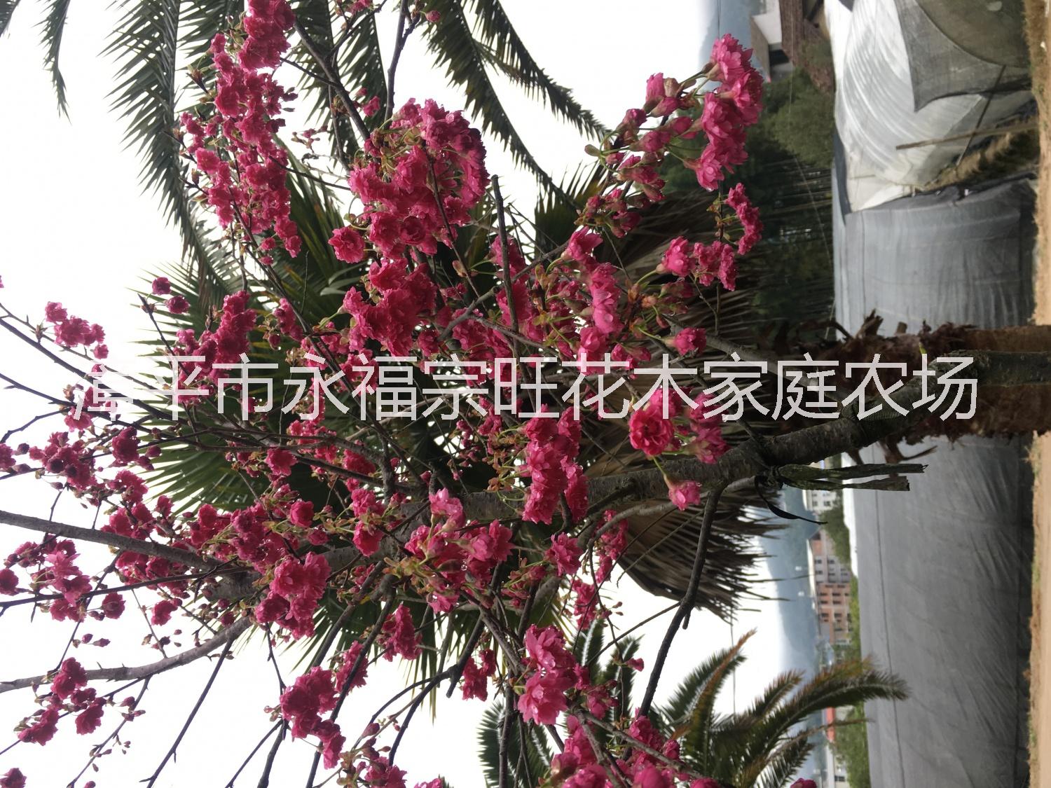 櫻花茶園 福建大型櫻花批發(fā) 福建櫻花苗 櫻花苗基地 櫻花價(jià)格