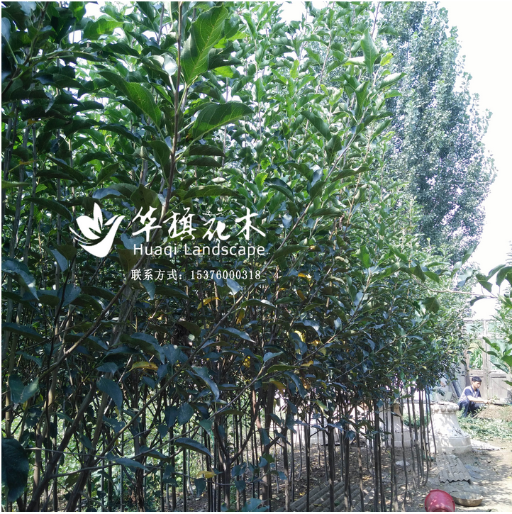 果樹盆景 山東雞心果盆栽種植價格