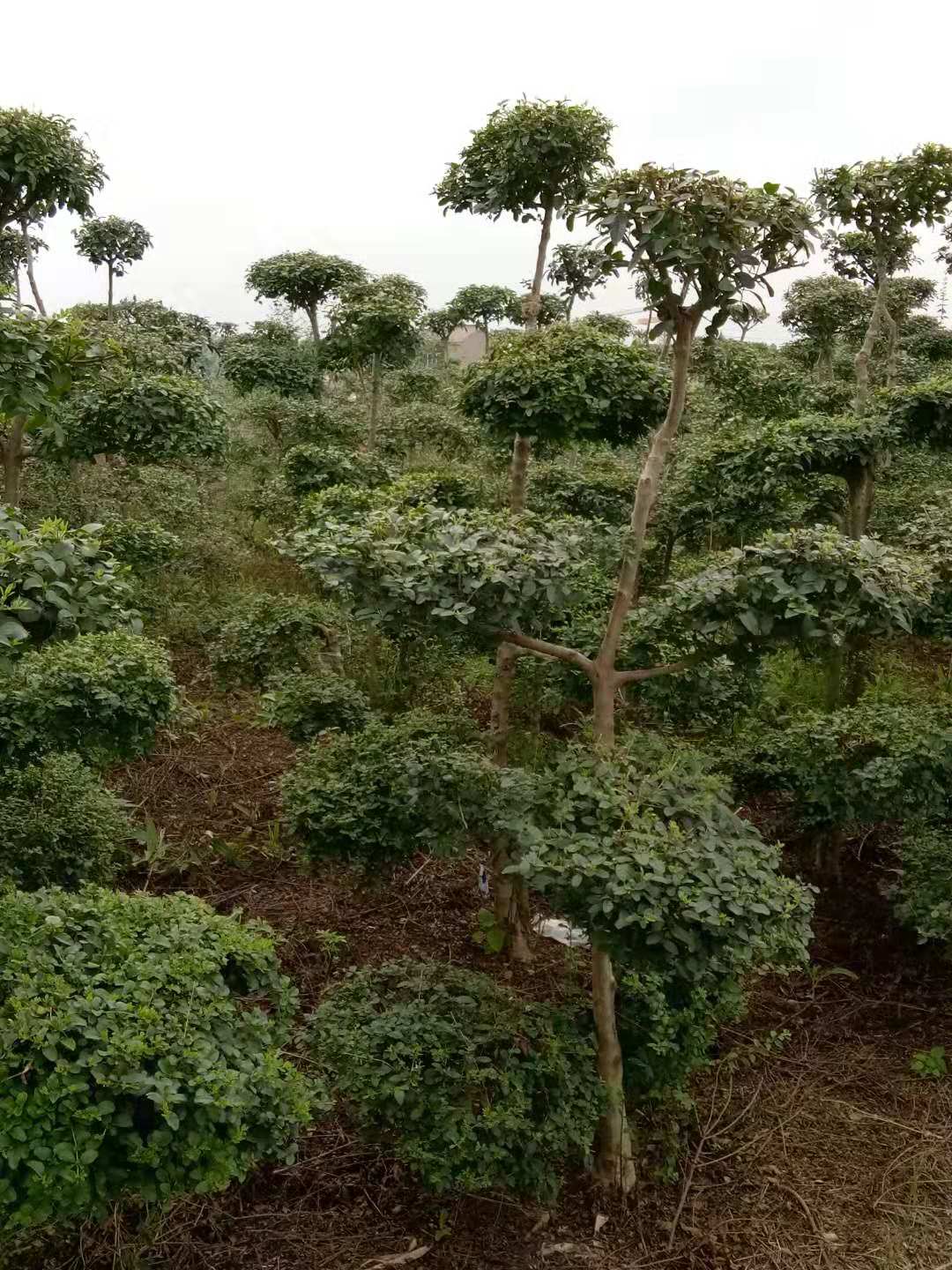 綠化工程金森女貞球基地直銷大高桿葉女貞球 各種規(guī)格齊全 小葉女 貞
