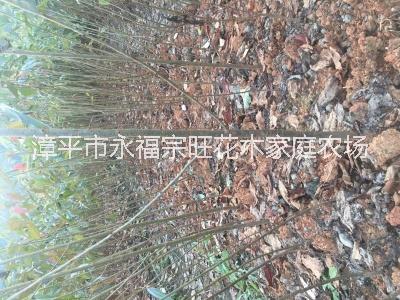 福建櫻花基地 櫻花育種 福建大型櫻花批發(fā) 福建櫻花苗 櫻花苗基地 櫻花價(jià)格