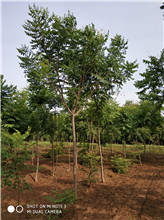 欒樹基地 欒樹苗 欒樹種子 自產(chǎn)自銷 發(fā)芽率高 *