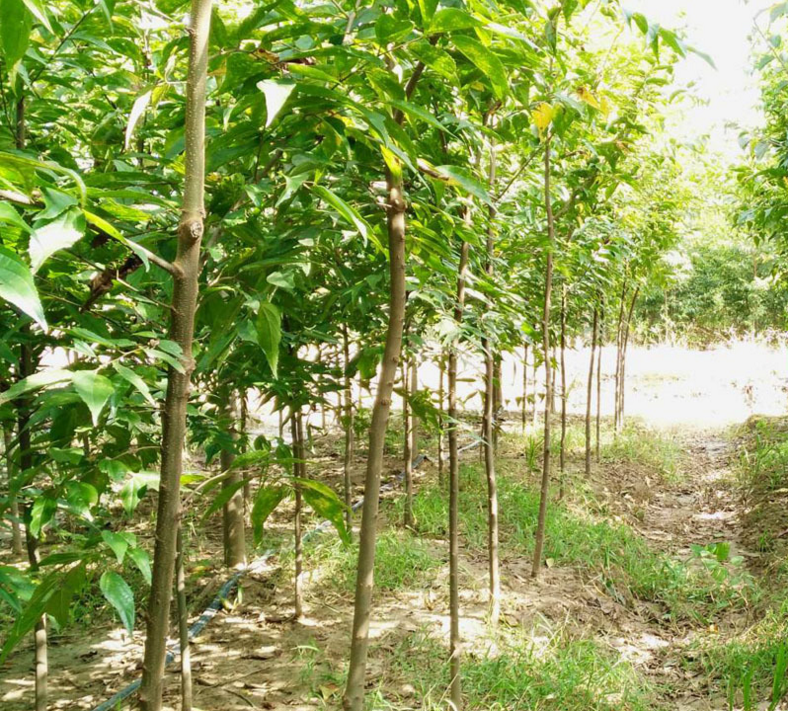 批發(fā)樸樹樹苗 基地* 綠化苗木工程綠化苗基地 規(guī)格全 量大優(yōu)惠