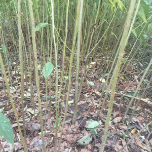櫻花育種 櫻花苗 福建大型櫻花批發(fā) 櫻花苗基地 福建櫻花苗 櫻花價(jià)格  牡丹櫻
