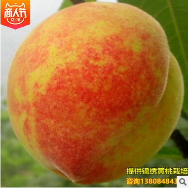 直銷桃樹苗 湖南桃樹苗批發(fā) 湖南桃樹苗供應(yīng) 湖南桃樹苗哪家好 湖南桃樹苗直銷 湖南桃樹苗哪家便宜