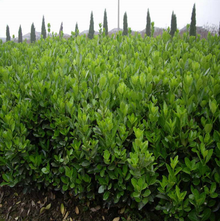 大量 供應(yīng)小葉黃楊 瓜子黃楊 黃楊苗 常綠 工程綠化苗木