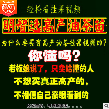 油茶苗報價  湖南油茶苗批發(fā) 湖南油茶苗供應 湖南油茶苗哪家好 湖南油茶苗直銷