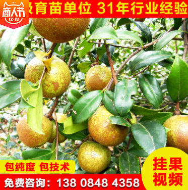 大果油茶苗價(jià)格  湖南大果油茶苗批發(fā) 湖南大果油茶苗供應(yīng) 湖南大果油茶苗哪家好 湖南大果油茶苗直銷