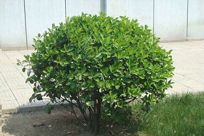 大量 供應(yīng)小葉黃楊 瓜子黃楊 黃楊苗 常綠 工程綠化苗木