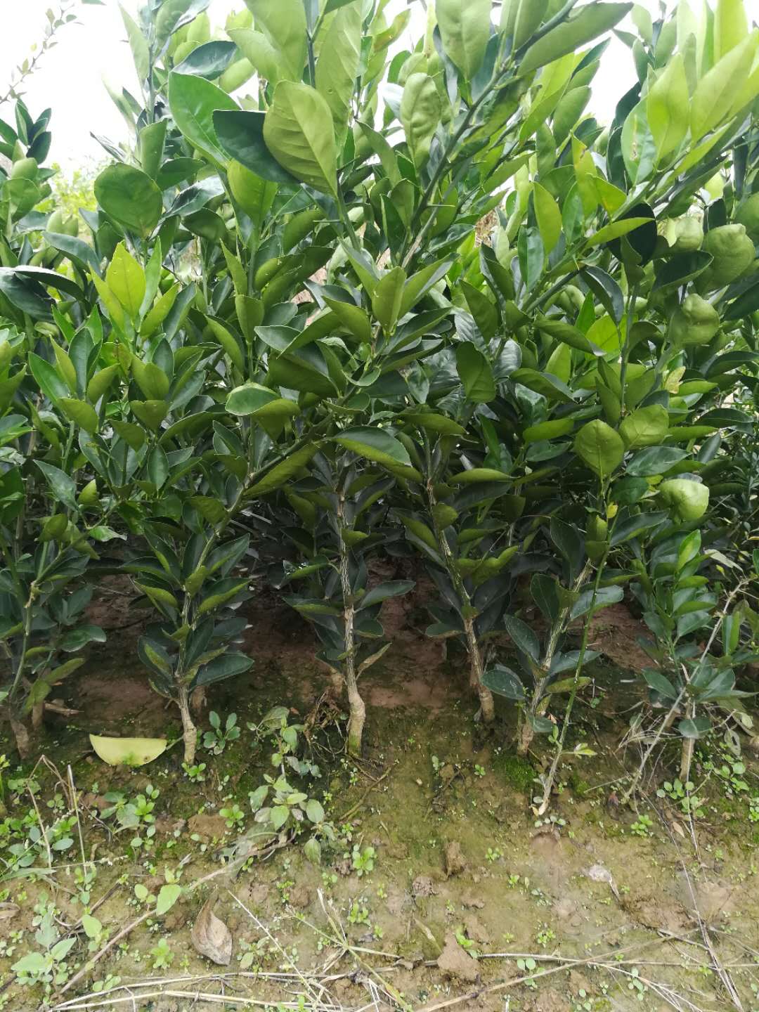 卡拉紅肉臍橙苗血橙苗中華紅橙苗