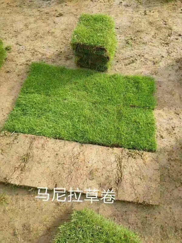 貴州馬尼拉草皮價格-批發(fā)-基地-多少錢（郴州市蘇仙區(qū)宏達(dá)草皮苗木基地）