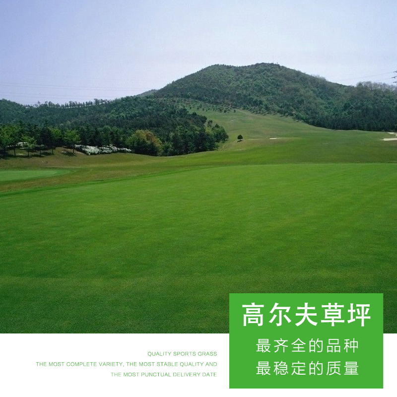 高爾夫草坪 優(yōu)質(zhì)高爾夫草坪 仿真草坪 綠化草坪 高爾夫草坪價格 人工草坪 綠茵草場 品質(zhì)保障