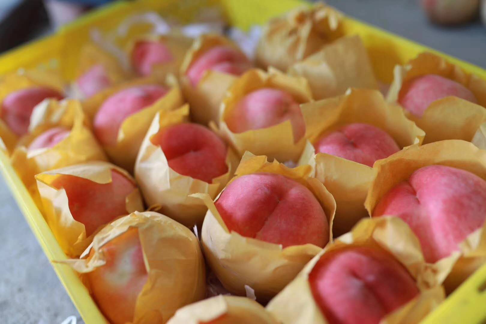 陽(yáng)山水蜜桃_陽(yáng)山水蜜桃批發(fā)_陽(yáng)山水蜜桃報(bào)價(jià)_陽(yáng)山水蜜桃供應(yīng)商_無錫陽(yáng)山水蜜桃_陽(yáng)山水蜜桃供貨商