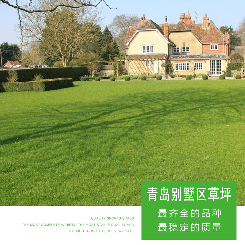 青島別墅區(qū)草坪 優(yōu)質(zhì)青島別墅區(qū)草坪 人造草坪 仿真草坪 別墅區(qū)草坪價(jià)格 廠家直銷 品質(zhì)保障