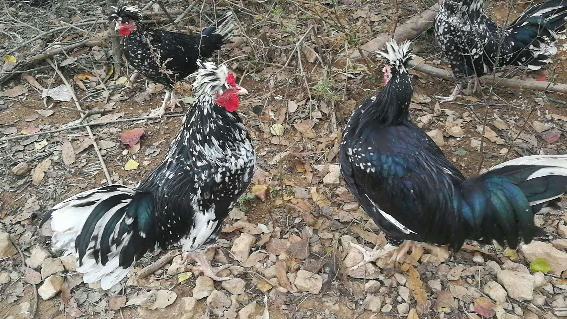 貴妃雞 貴妃雞供應(yīng) 宜昌貴妃雞 宜昌哪有供應(yīng)貴妃雞  哪里有貴妃雞供應(yīng)