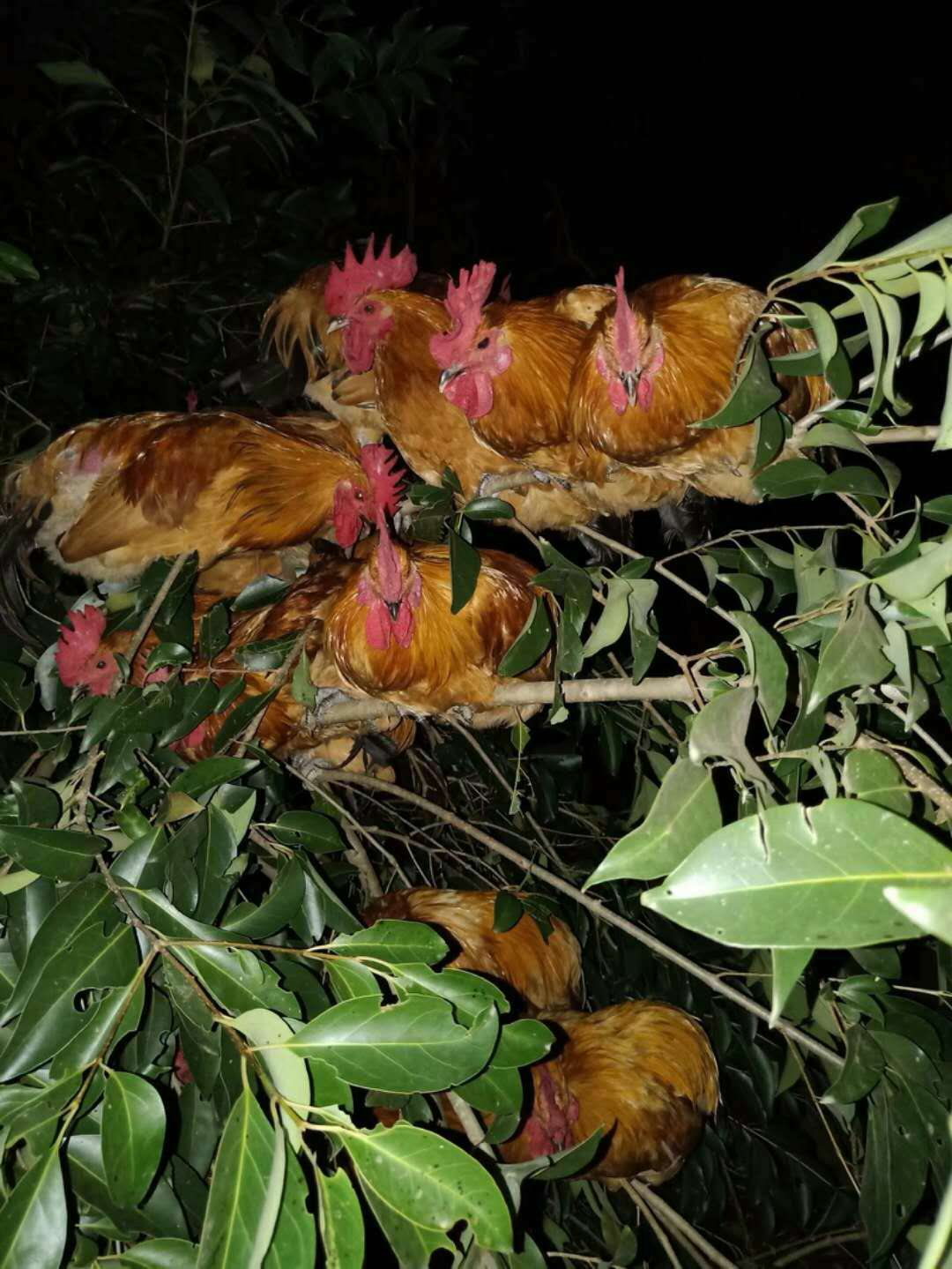 純土雞 宜昌純土雞  宜昌哪里純土雞供應(yīng) 純土雞供應(yīng)各大餐館  宜昌純土雞批發(fā)商