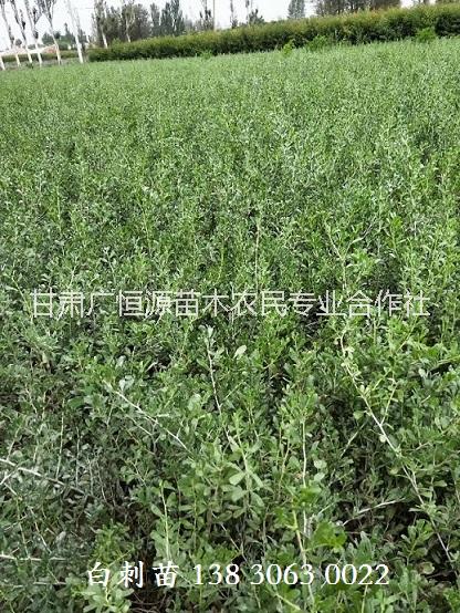 農(nóng)戶(hù)自產(chǎn)自銷(xiāo)白刺 甘肅酸胖種植基地 白刺苗木