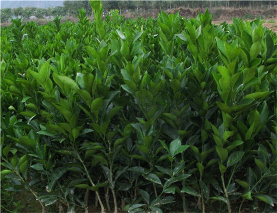 桂林臍橙苗批發(fā)，臍橙苗價(jià)格，臍橙種植基地 廣西臍橙苗批發(fā)
