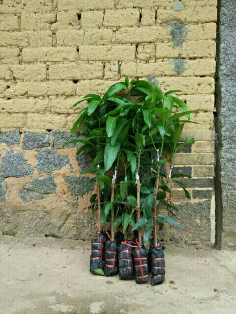 廣東芒果苗價(jià)格@廣東凱特芒果苗種植基地@廣東芒果苗批發(fā)價(jià)格@廣東芒果苗*供應(yīng)