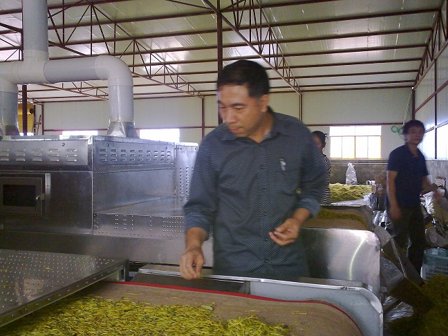 金銀花殺青機 微波設(shè)備可實現(xiàn)金銀花殺青烘干一體化生產(chǎn)