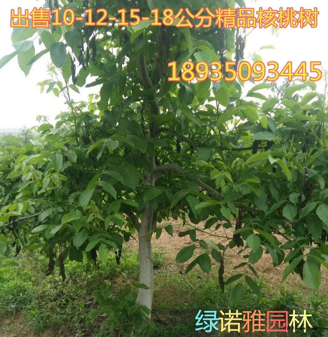 山西核桃樹價錢多少？6公分8公分10公分占地核桃樹價格多少？ 8公分占地核桃樹 地徑8公分占地核桃樹