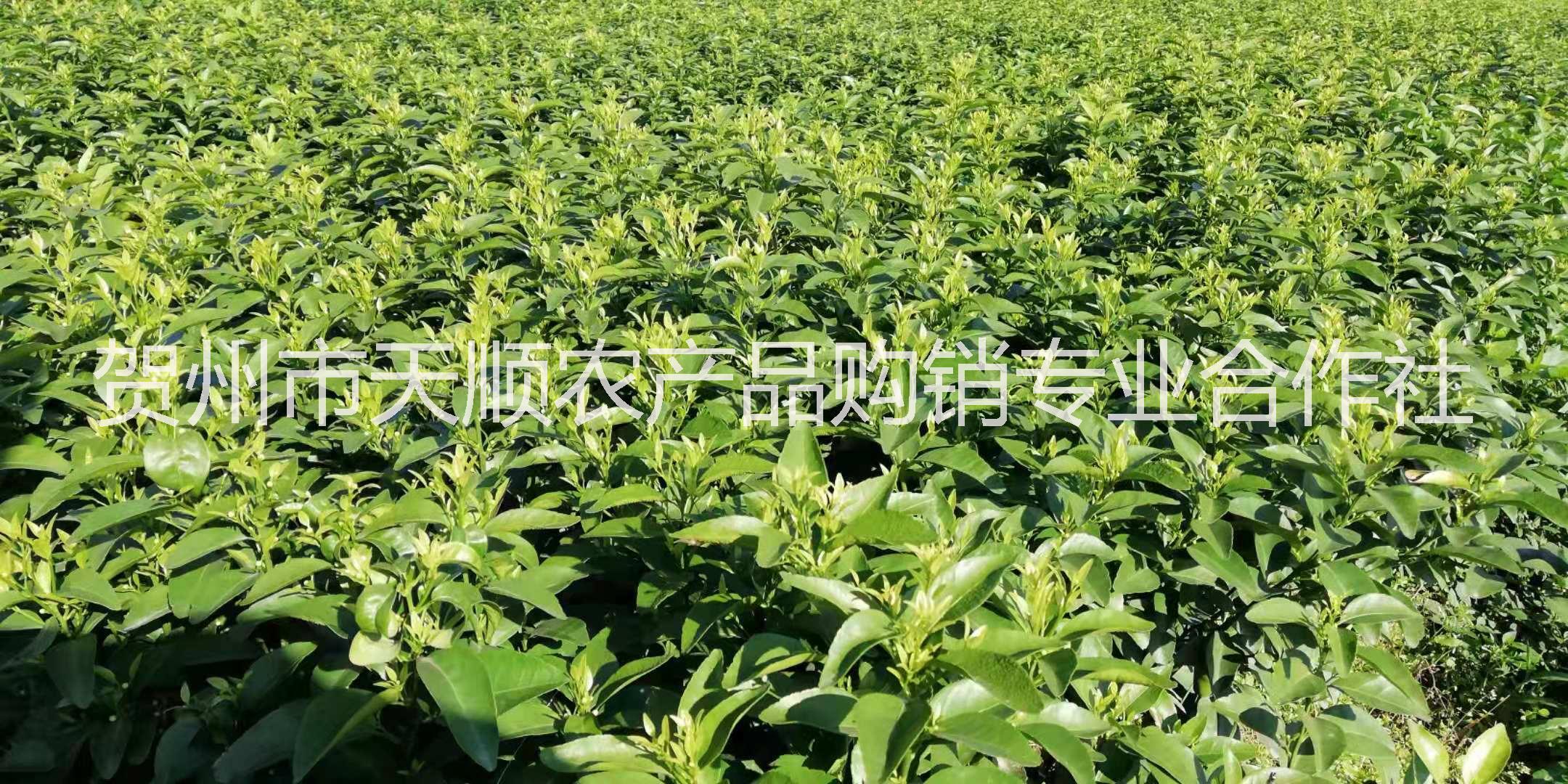 賀州無(wú)核砂糖橘苗基地直銷，賀州無(wú)核砂糖橘苗批發(fā)價(jià)，賀州無(wú)核砂糖橘苗供應(yīng)商