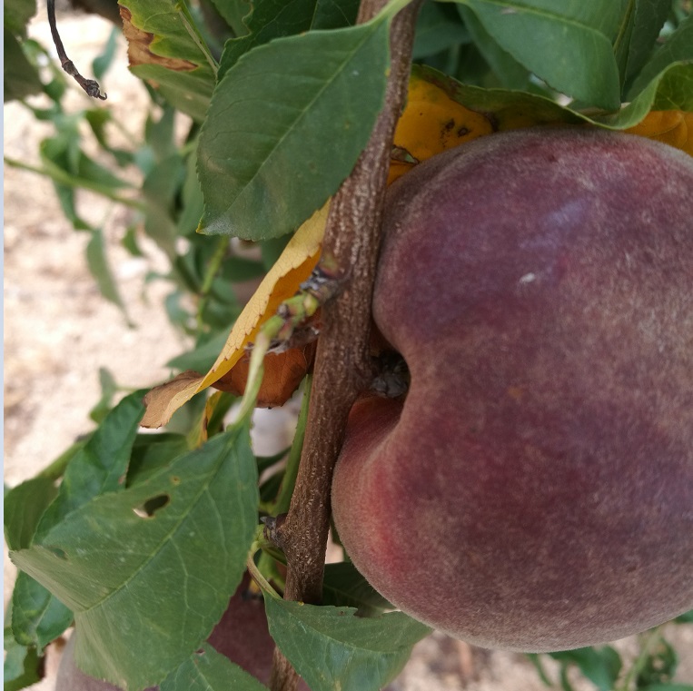 供應(yīng)果樹苗黑桃樹品種