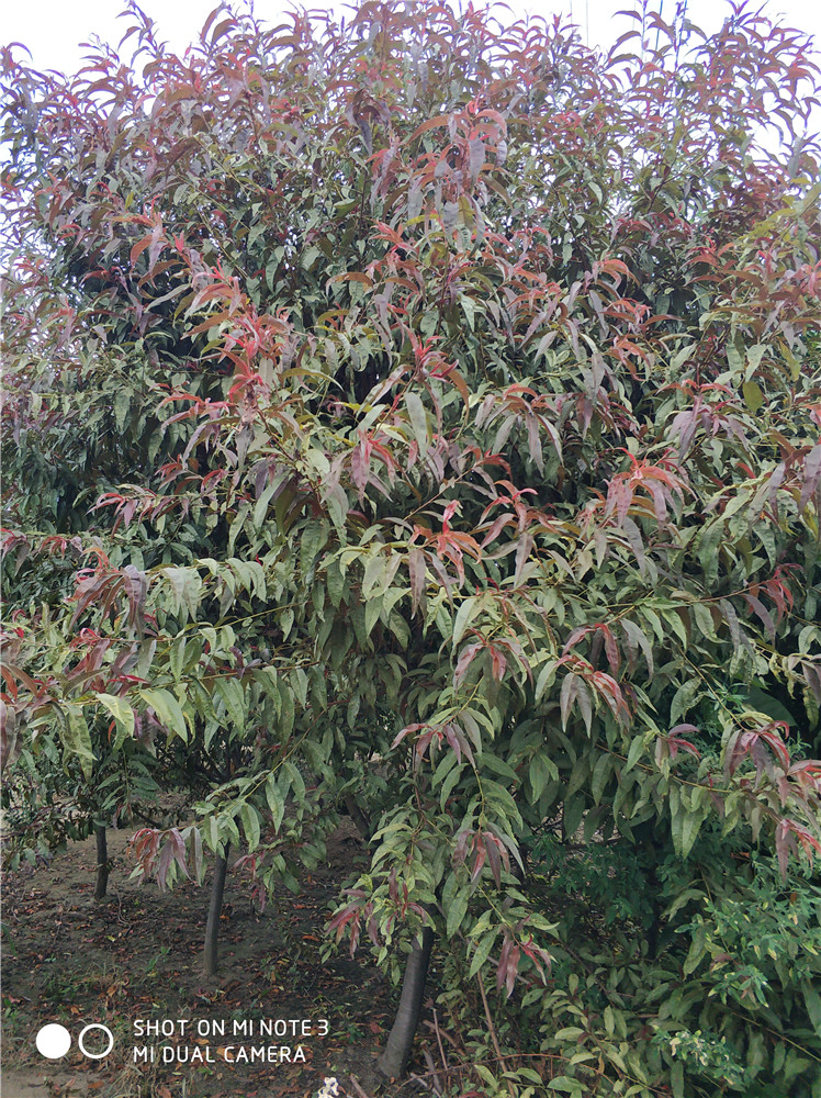 山東10公分菊花碧桃碧桃*