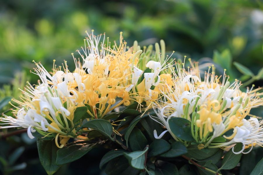 湖北金銀花報(bào)價(jià)，金銀花批發(fā)，金銀花供應(yīng)商，方氏藥材購(gòu)銷