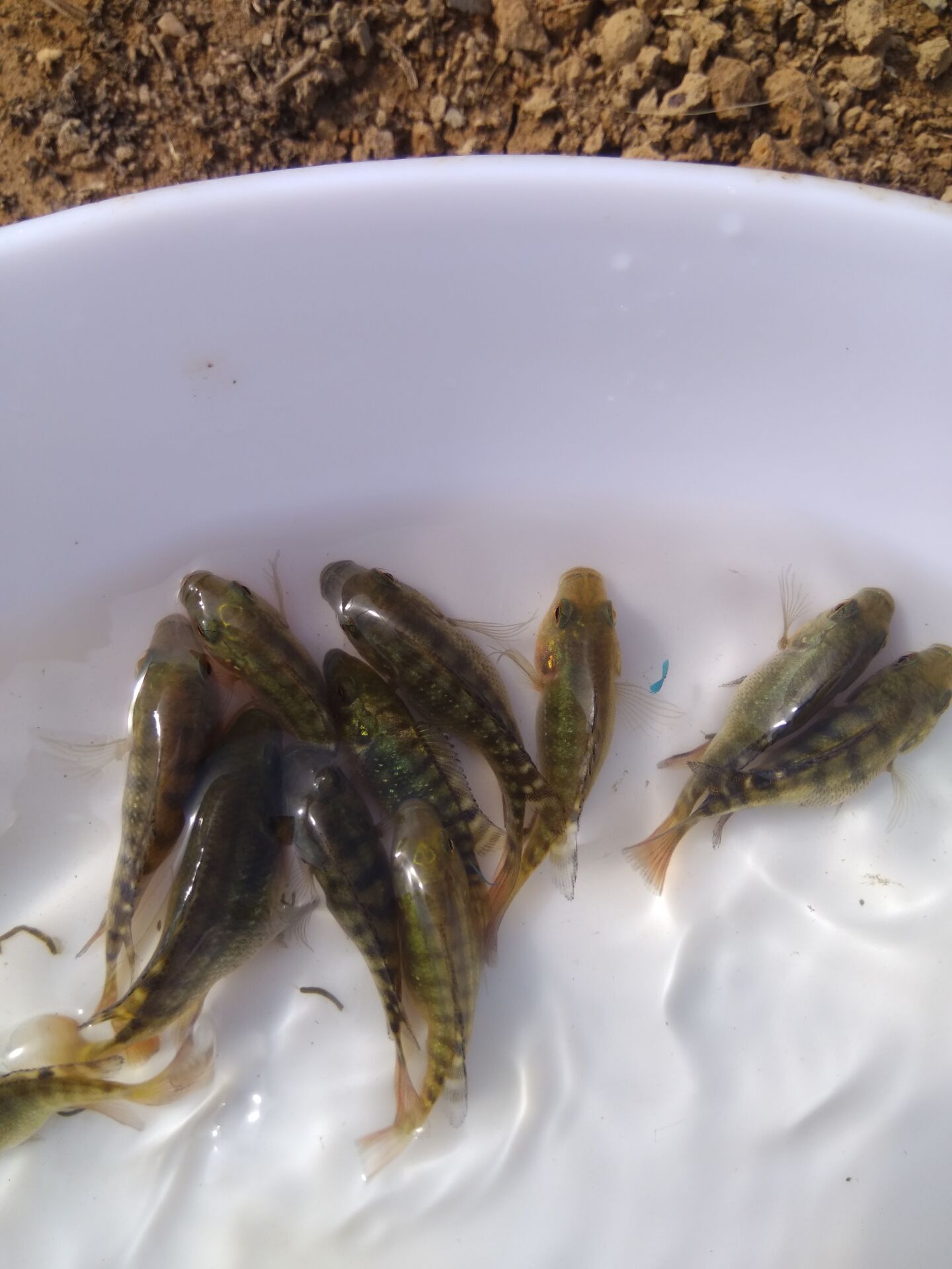 羅非養(yǎng)殖技術(shù)要點