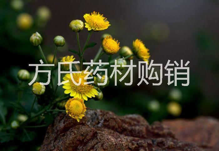 湖北野菊花報(bào)價(jià)批發(fā)/野菊花多少錢(qián)一斤/野菊花供貨商/方強(qiáng)個(gè)體戶