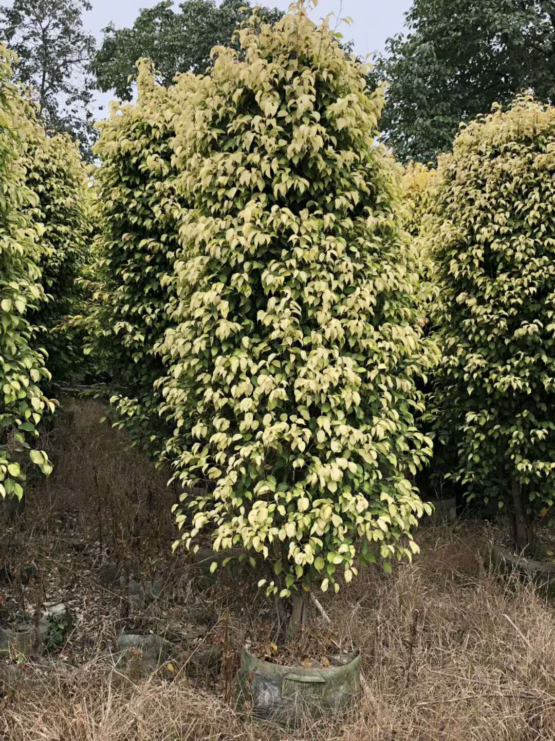 廣東垂葉榕_(tái)垂葉榕價(jià)格_優(yōu)質(zhì)垂葉榕_(tái)垂葉榕特征及園林用途
