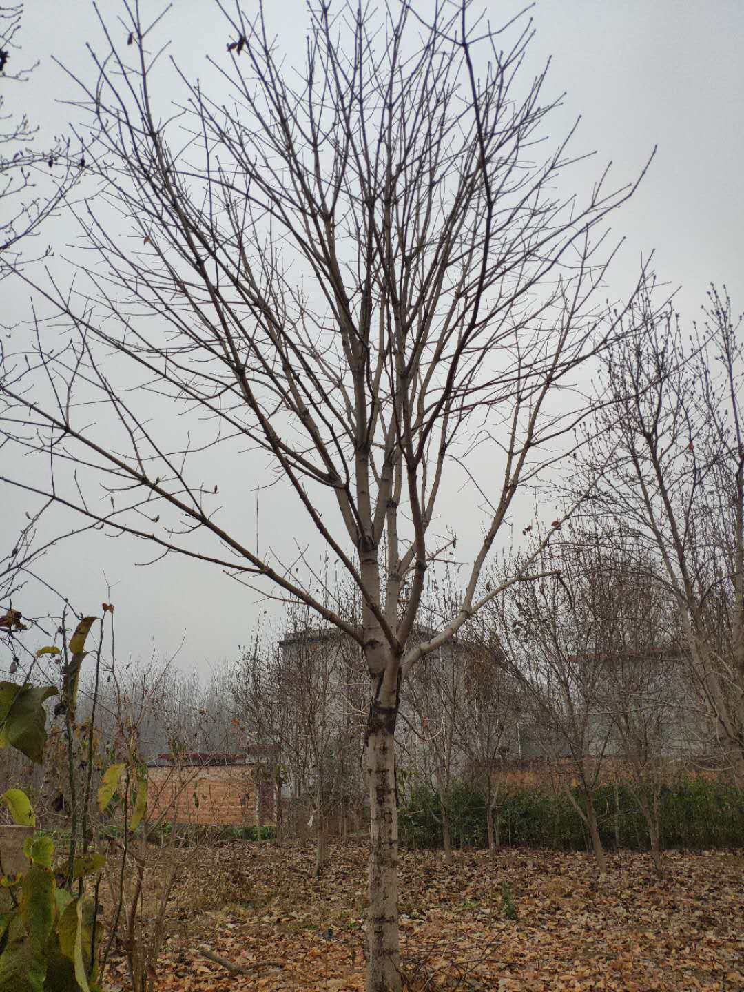七葉樹苗木批發(fā)基地