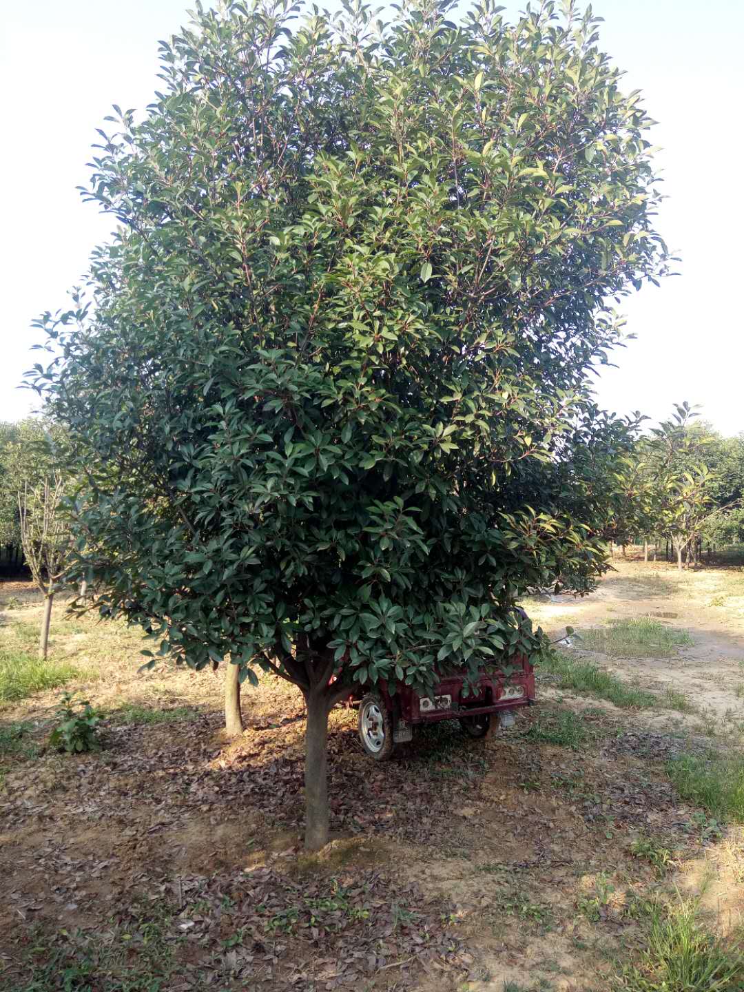 紅葉石楠苗木基地