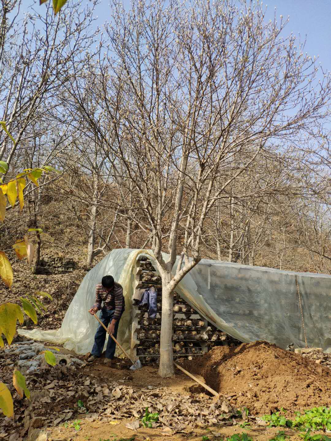 紅玉蘭苗木批發(fā)基地