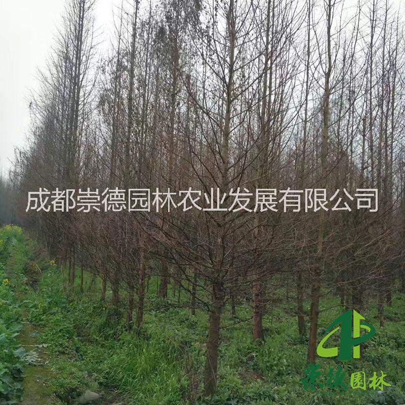 水杉 成都優(yōu)質(zhì)水杉專業(yè)種植技術(shù)特點價格