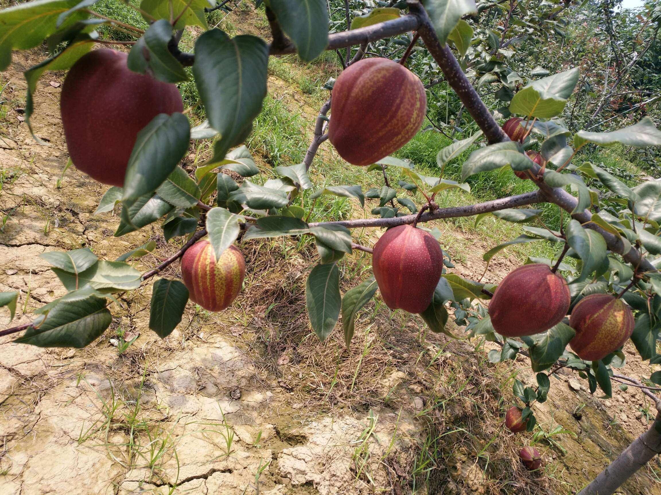 早酥紅梨，早酥紅梨嫁接苗，早酥紅梨苗批發(fā)，彩紅梨，全紅梨，紅色梨