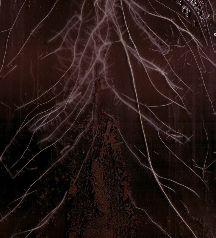 萬深RootGA根系顯微成像和動(dòng)態(tài)生長監(jiān)測系統(tǒng)