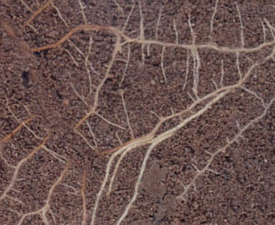 萬深RootGA根系顯微成像和動(dòng)態(tài)生長監(jiān)測系統(tǒng)